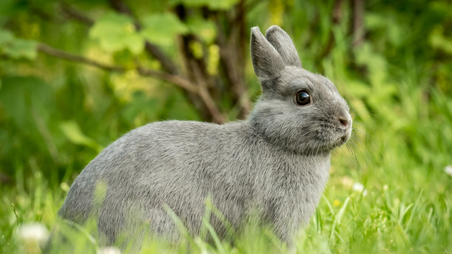 Illustration for article titled 4 Bunnies We Must Pet And 2 Bunnies We Must Eat